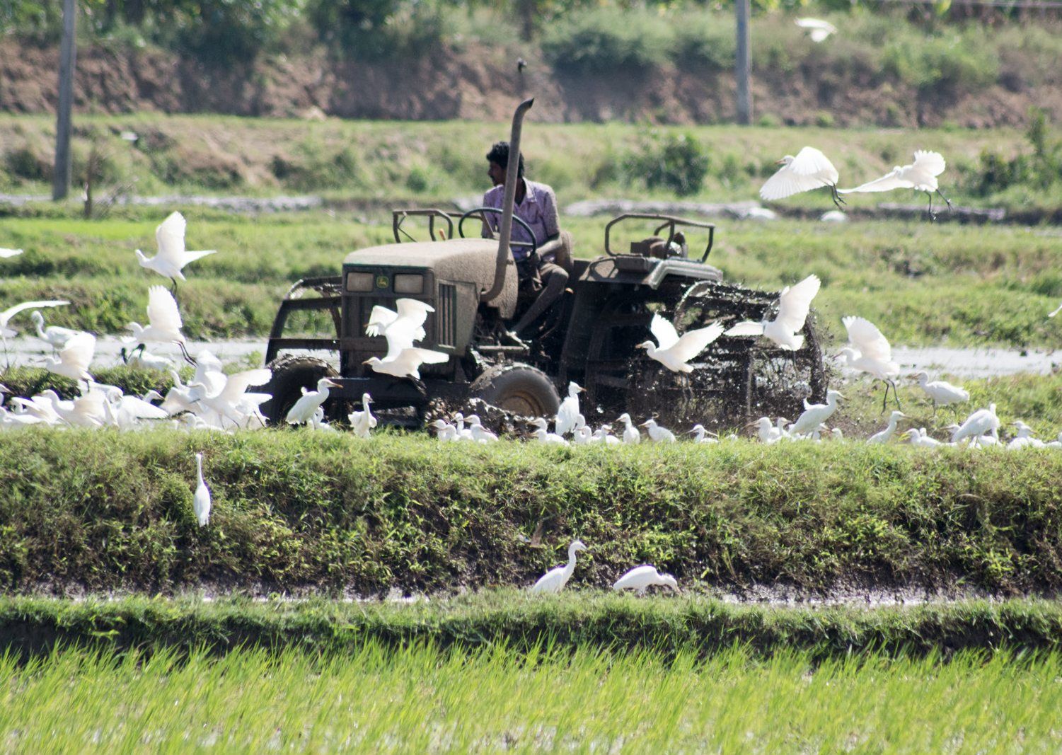 A tractor working a flooded paddy field as egrets gather behind it